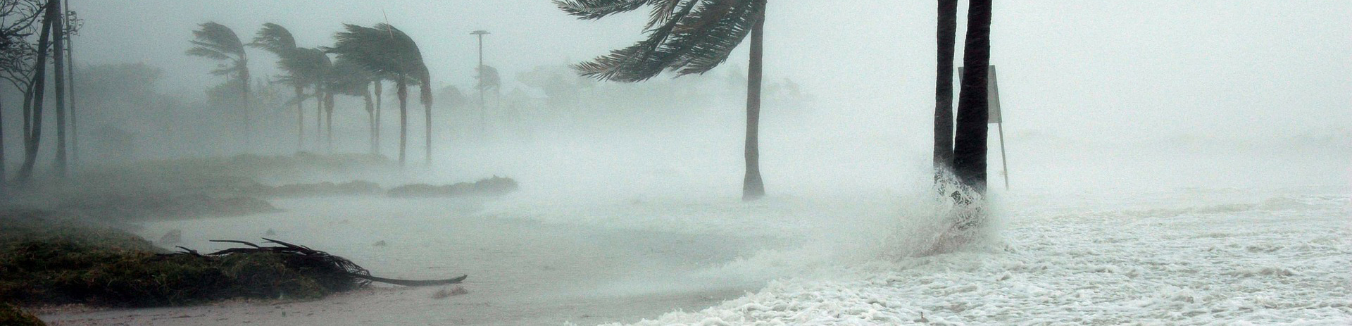 Palm trees blowing in severe hurricane winds.