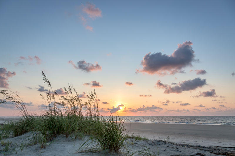 Beach grass at sunrise with waves in the background.