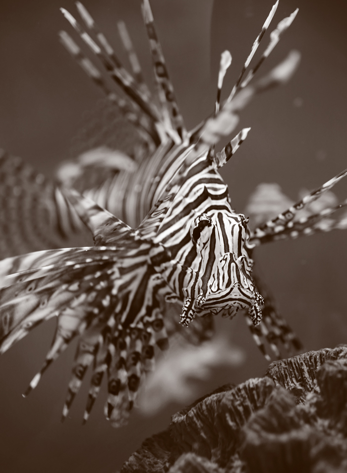 CH-Fall-2013-Red-Lionfish