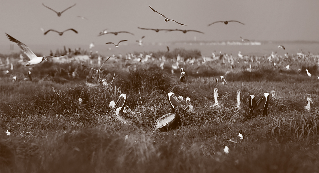 Hundreds of birds on an undeveloped barrier island.