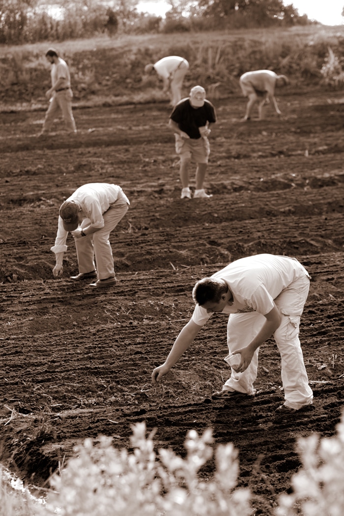 People planting rice in a field.