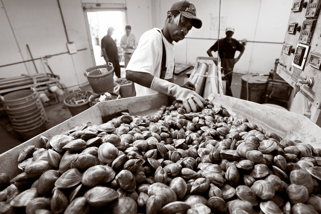 A worker guides clams through a sorting machine.