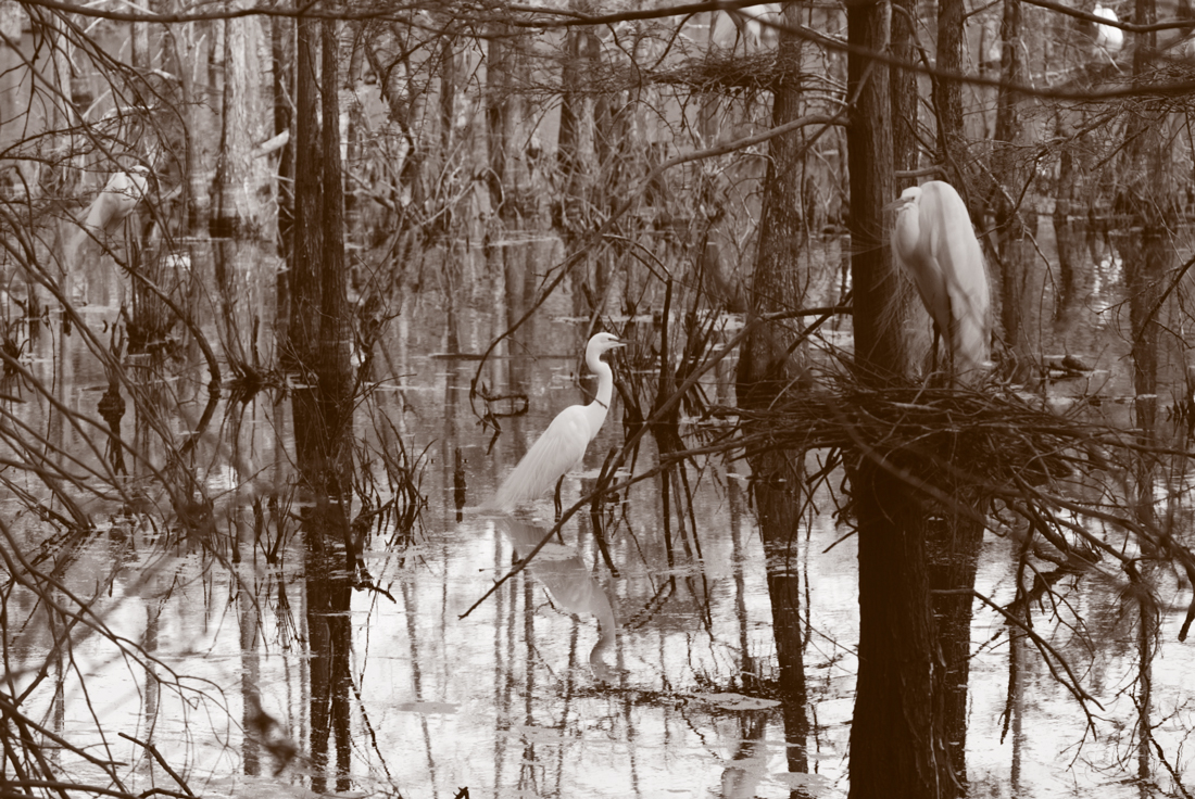 Egrets in a swamp.