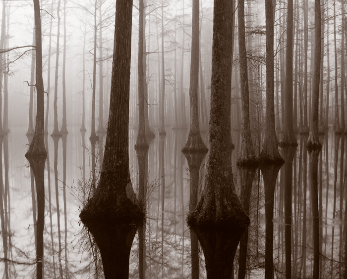 CH-Winter-2011-Cypress-in-fog