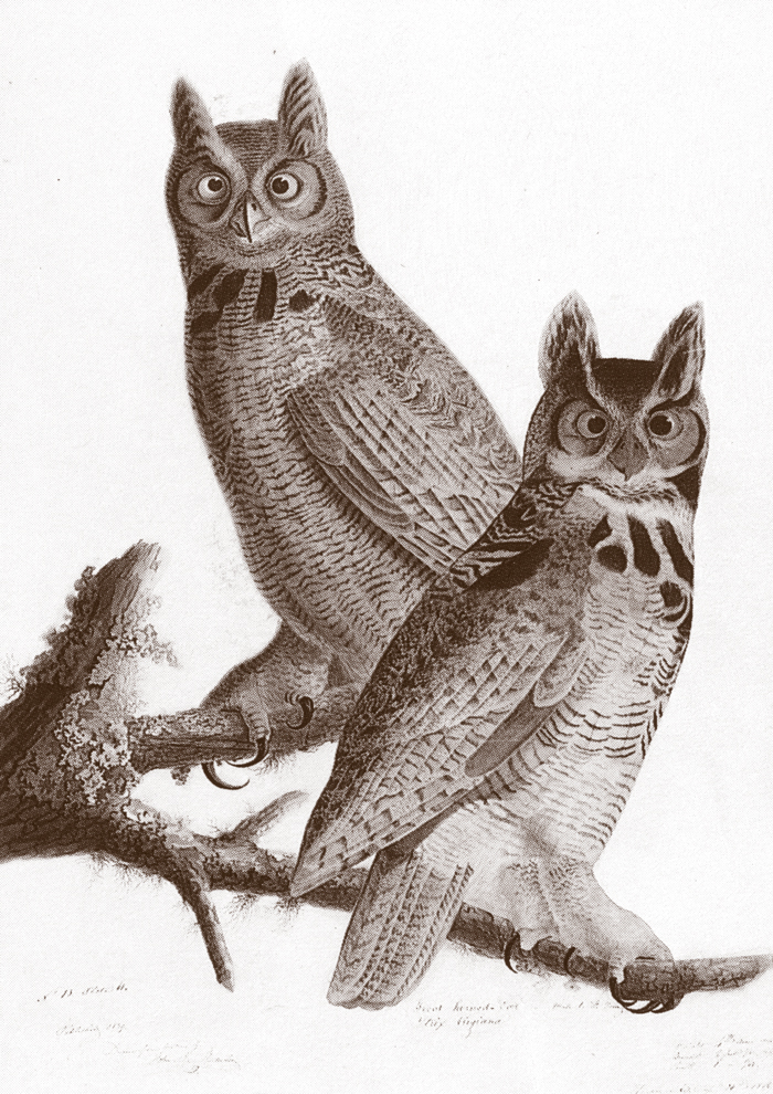 CH-Winter-2011-great-Horned-Owl-Engraving