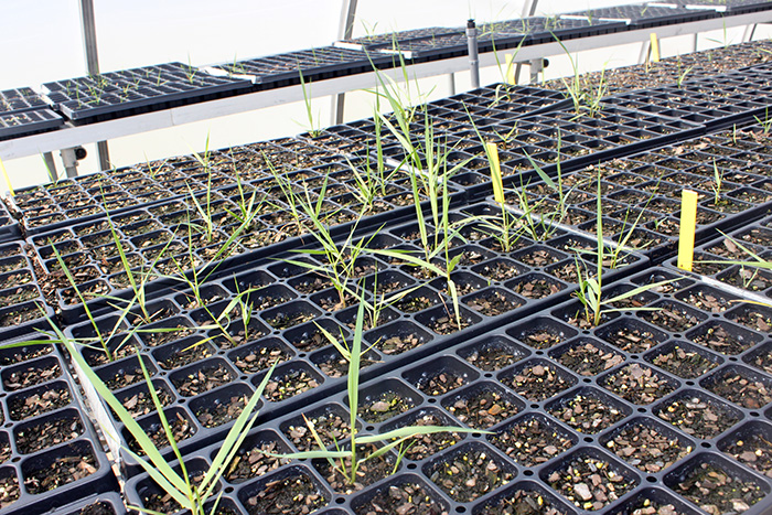 Marsh grass seedlings in the greenhouse.