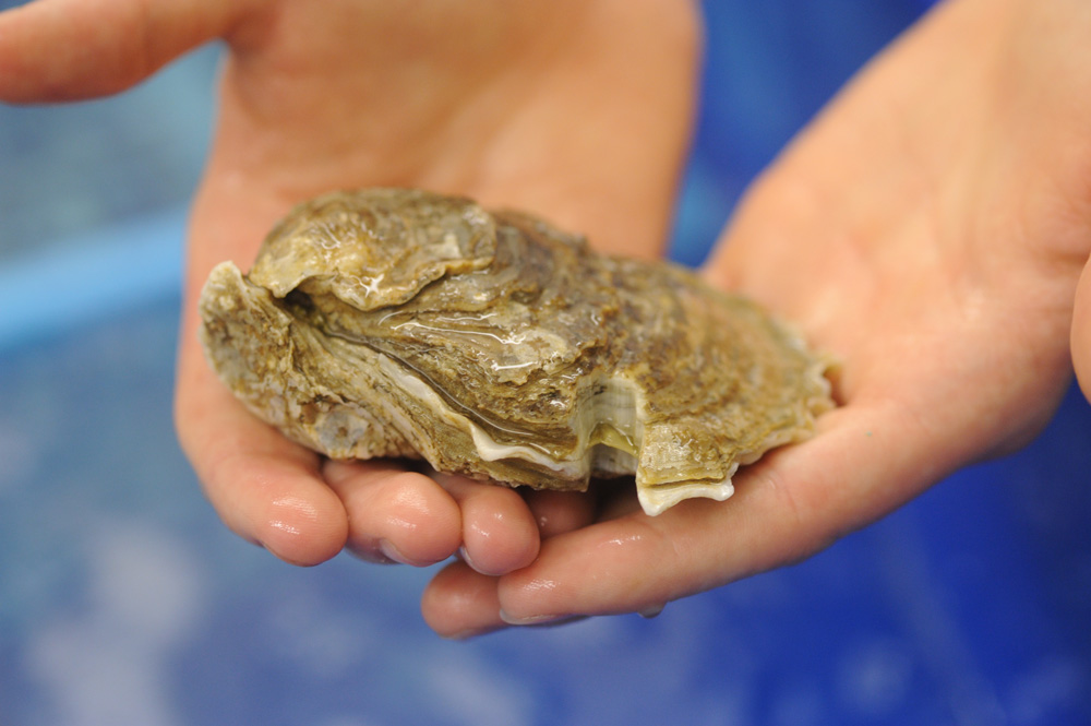 A live oyster held in a hand.