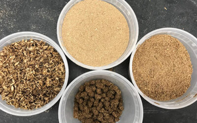 From Spent Brewery Grains to Sustainable Fish Food