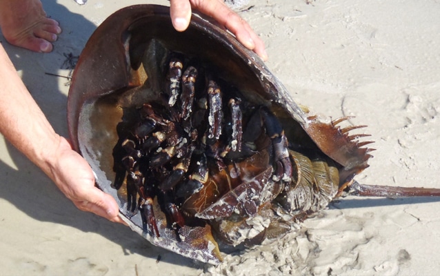 A person flipping a stranded horseshoe crab.