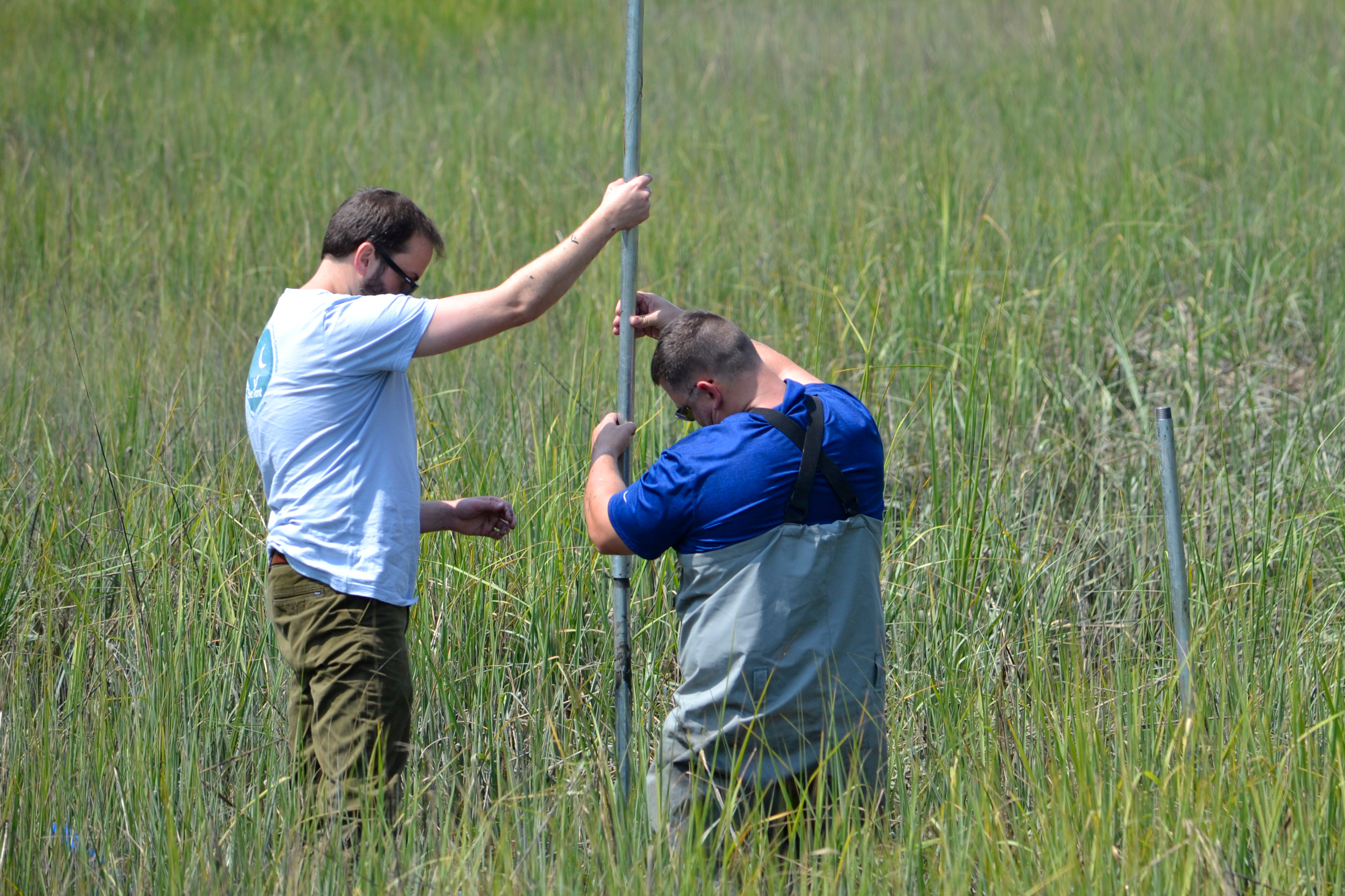Researchers install sensors in a salt marsh.