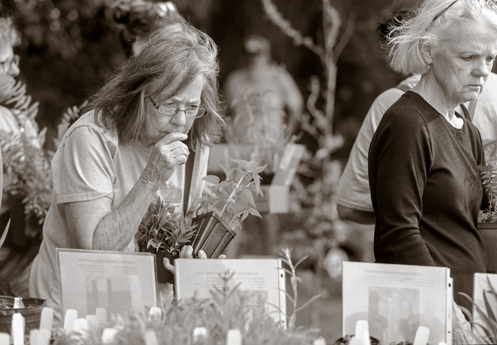 A woman deliberates over plants at a native plant sale.