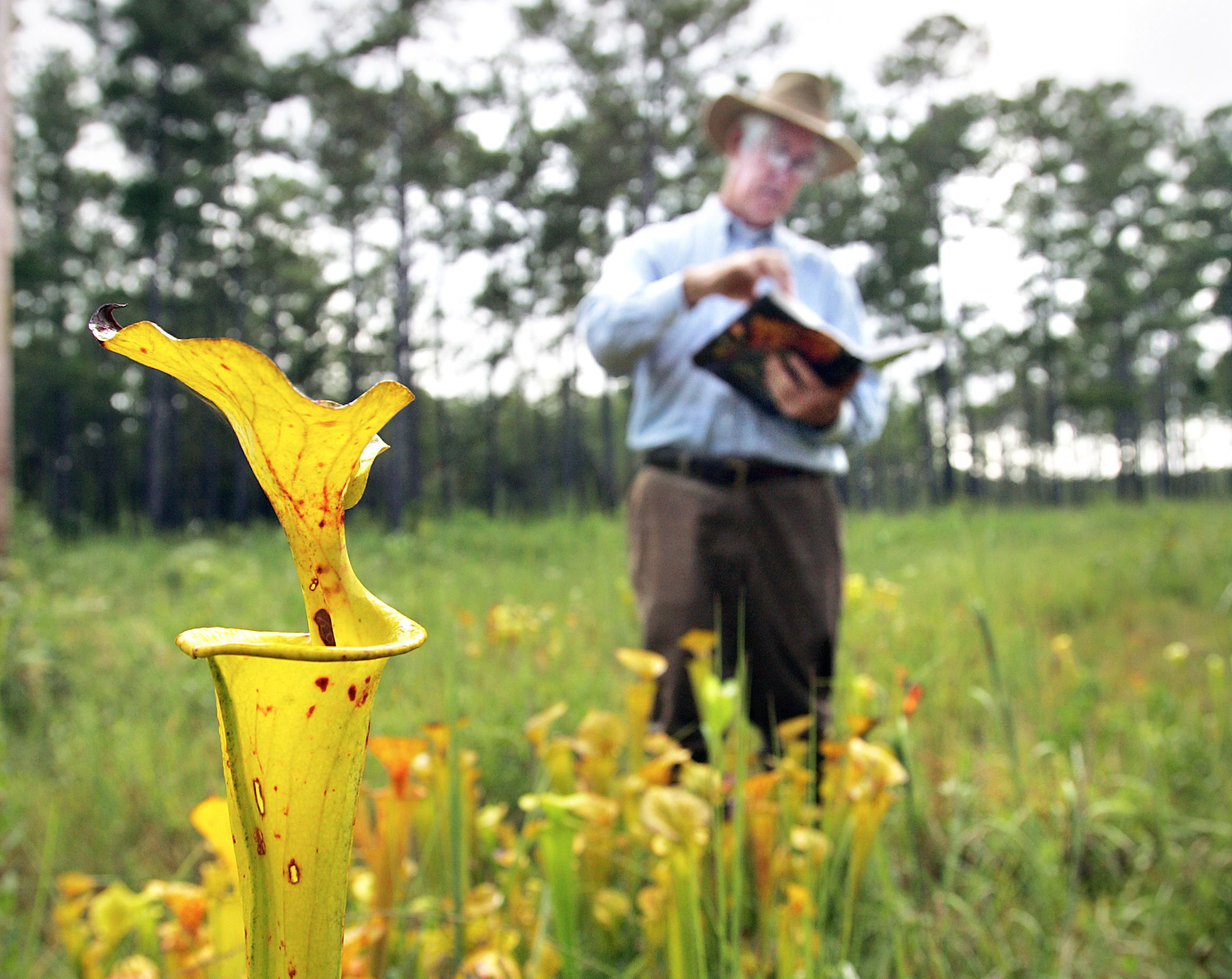 A naturalist with an open book stands in a wetland ecosystem with pitcher plants in the foreground.