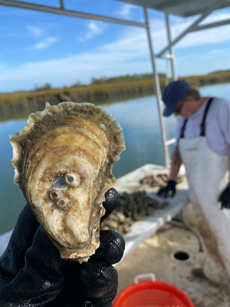 An oyster close-up.