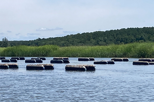 A string of oyster cages in a creek.