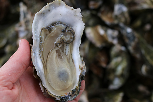Raw oyster.