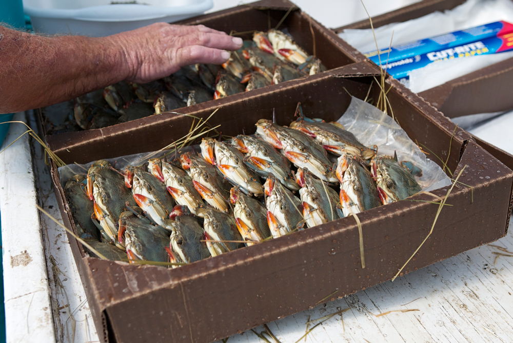 Box of soft-shell crabs.
