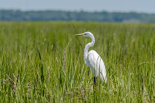 A white heron stands in the salt marsh.