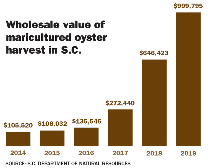 A chart showing the value of mariculture oyster harvest in South Carolina increasing from $105,520 in 2014 to $999,795 in 2019.